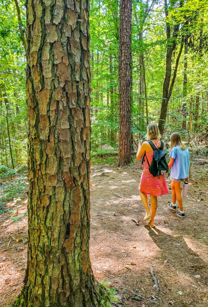 people walking on a forest trail