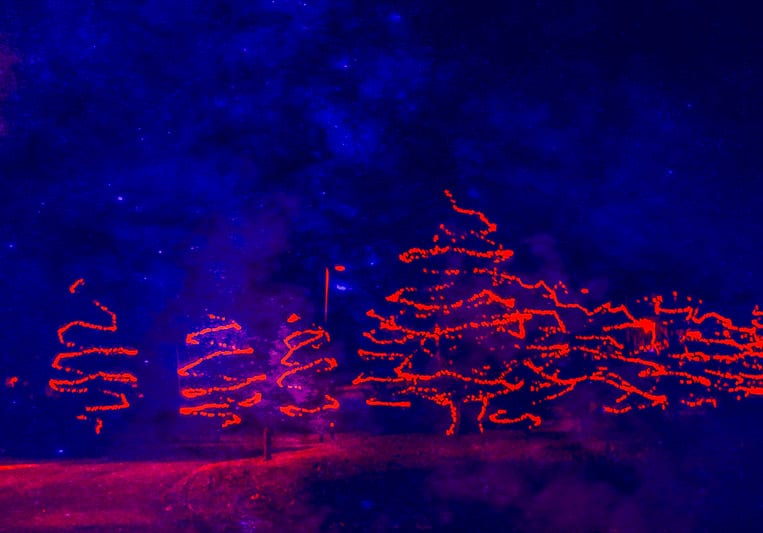 christmas lights on trees