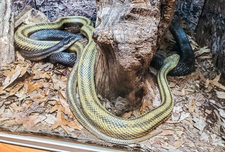 Snakes at the North Carolina Museum of Natural Sciences