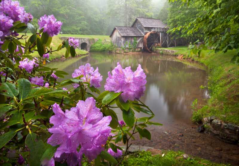 pretty purple flowers in the foreground of a pond with Mabry Mill on it