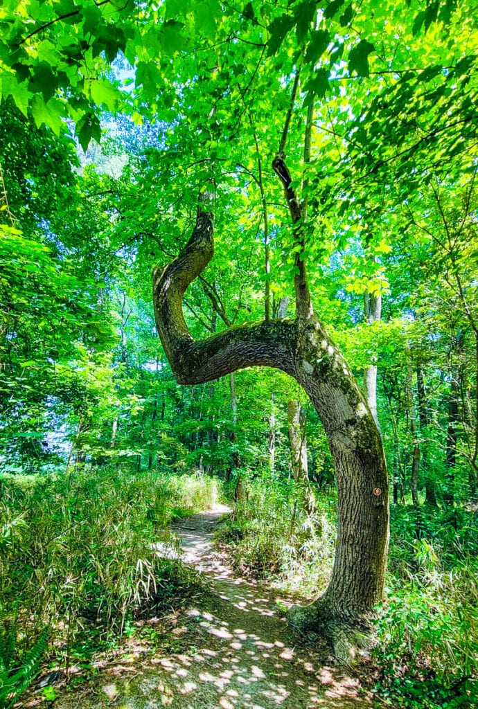A curvy tree t in a forest