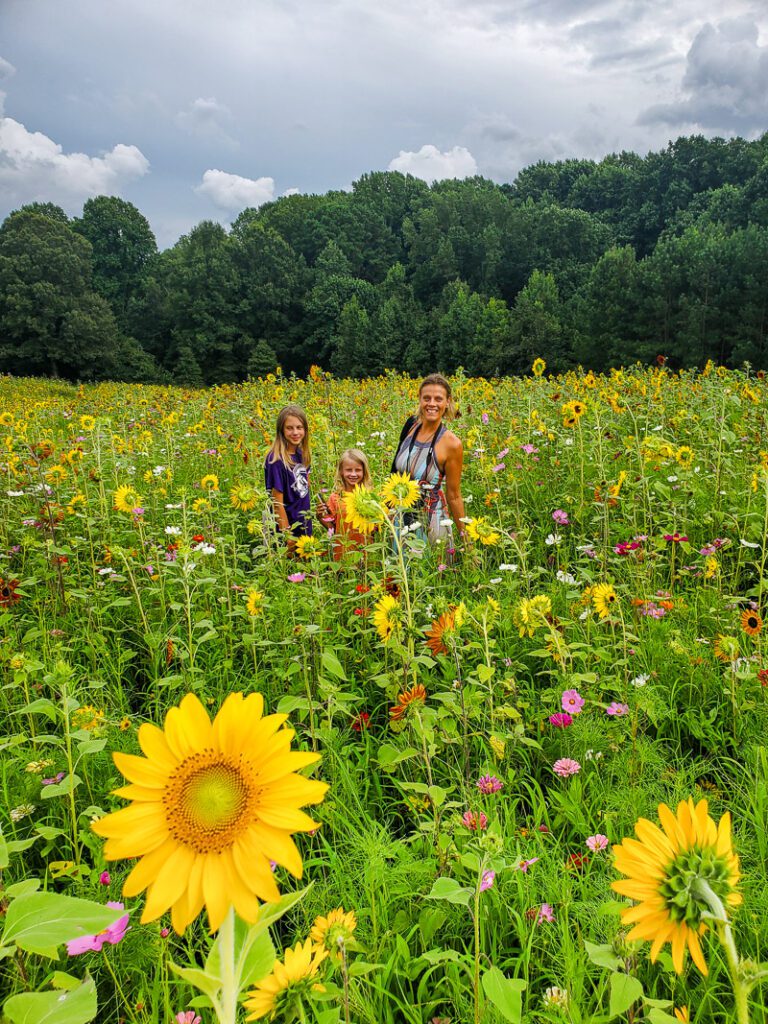 A group of colorful flowers in a sunflower field NCMA Raleigh