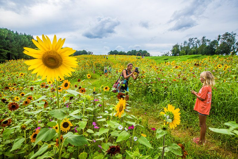 woman taking photos of sunflower fields NCMA Raleigh