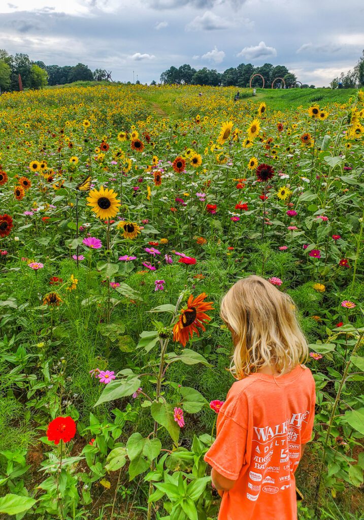 A little girl that is standing in a sunflower field NCMA