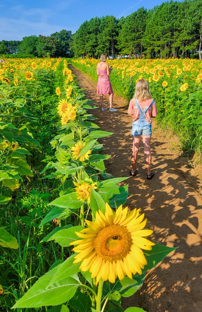 A little girl standing in the sunflower field Dorotha dix park raleigh