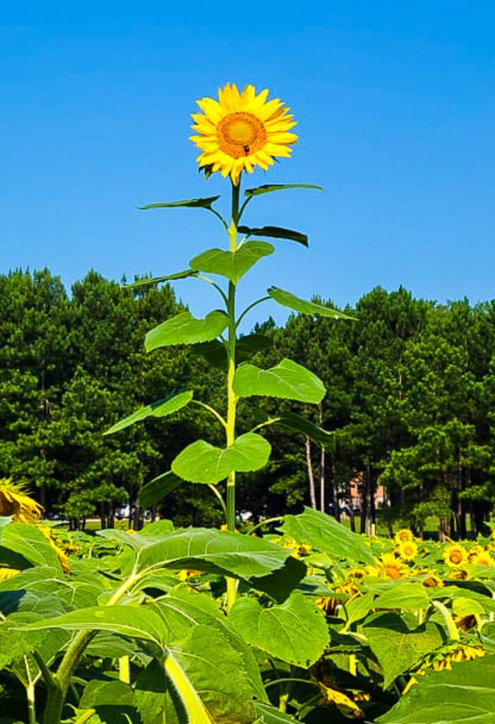 A close up of a sunflower garden