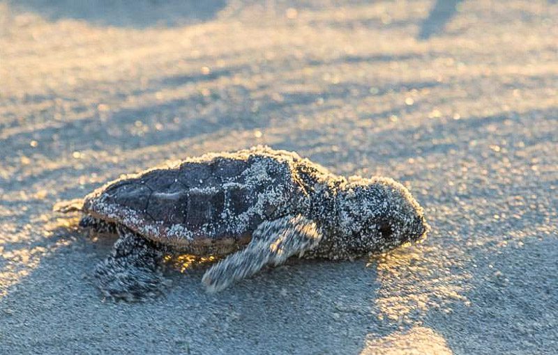 baby sewa turtle on sand