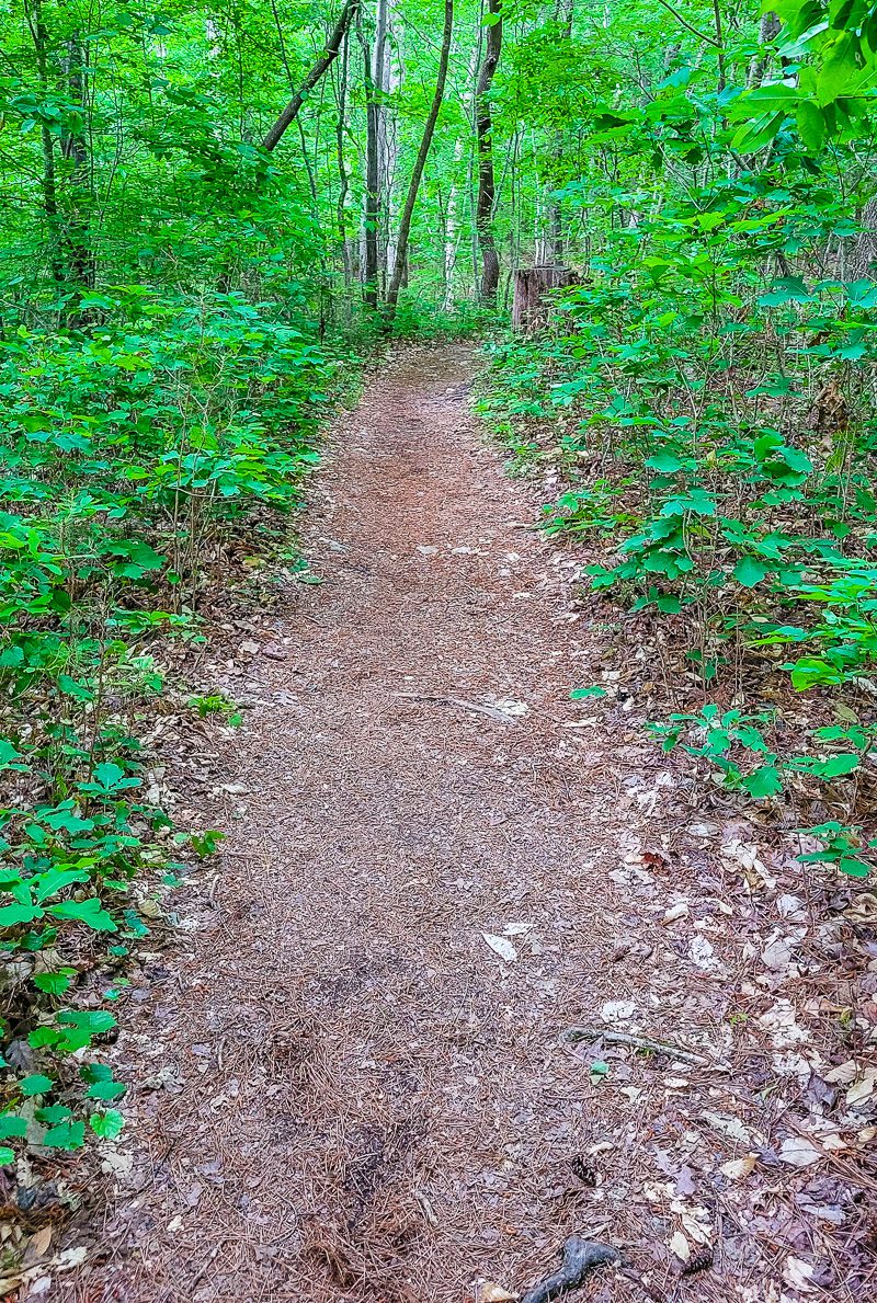 A dirt path in a forest