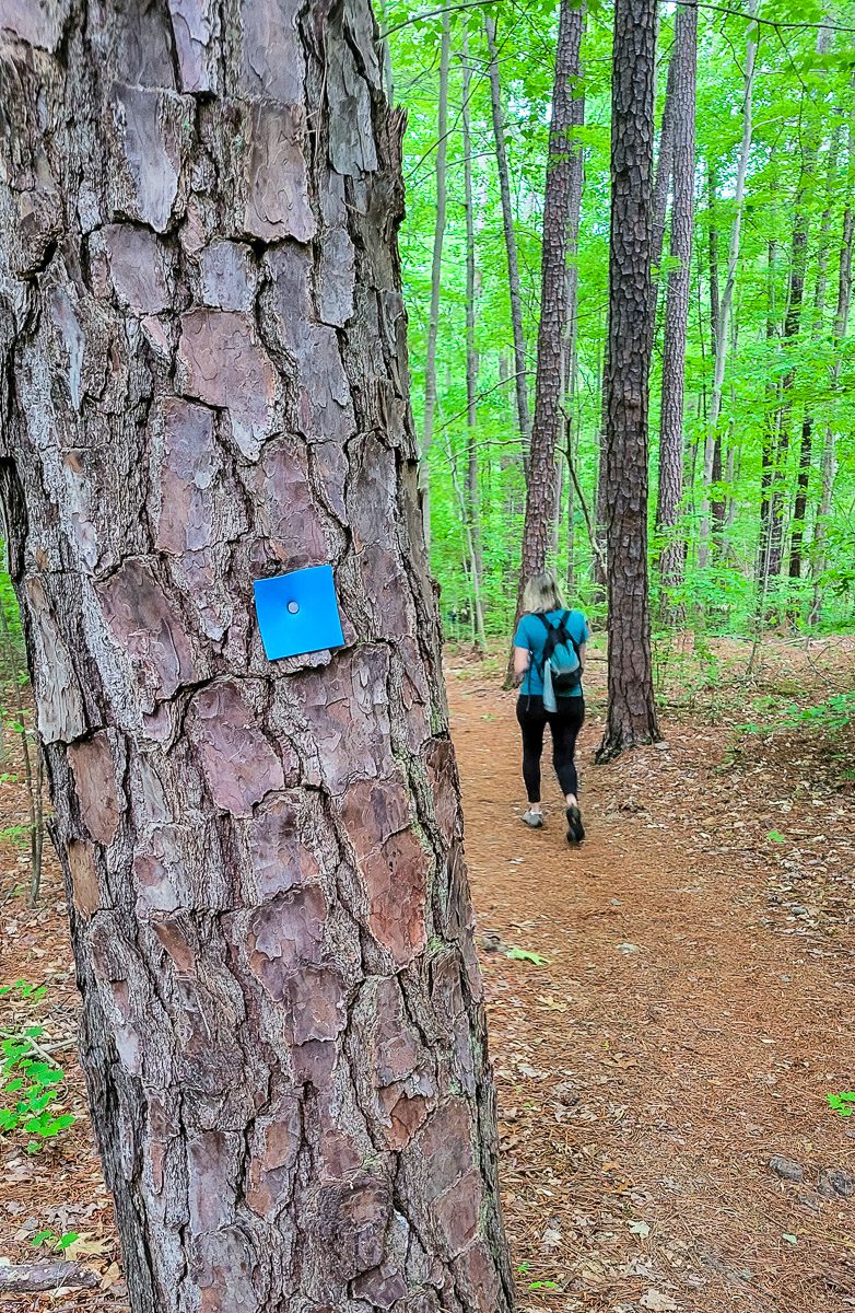A woman walking past a tree in a forest