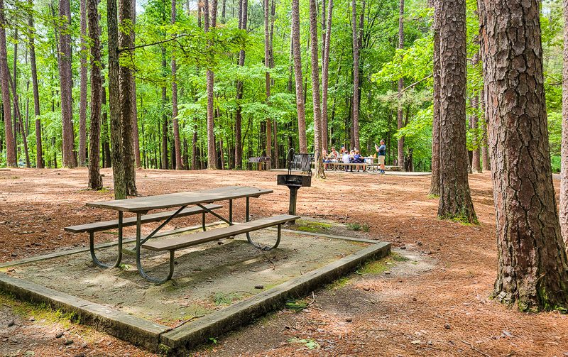 An empty park bench sitting in the middle of a forest