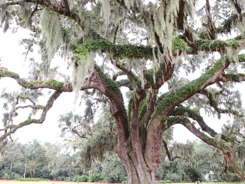 Giant live oak tree