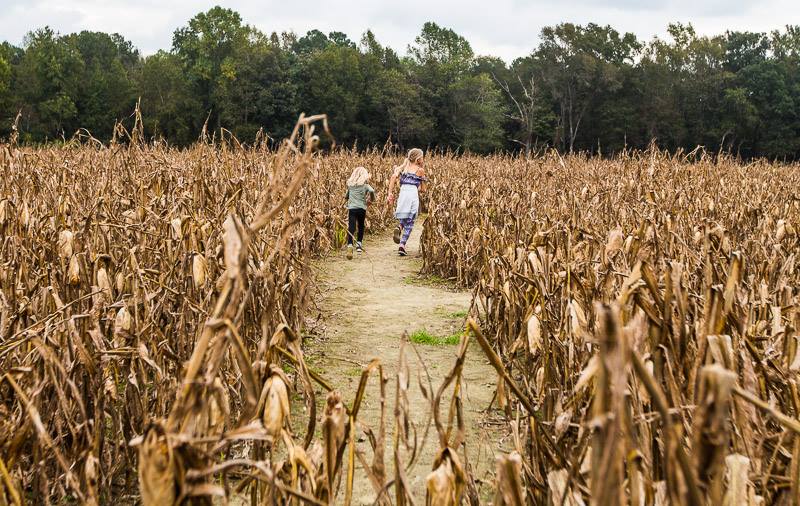 girls running through a corn maze