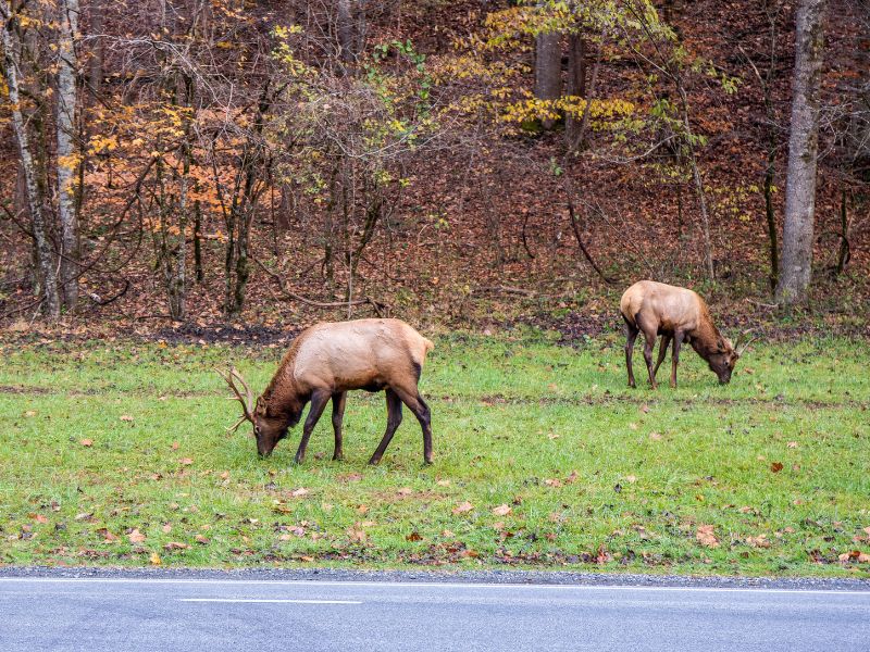 Elk on the side of the road in the Smoky Mountains