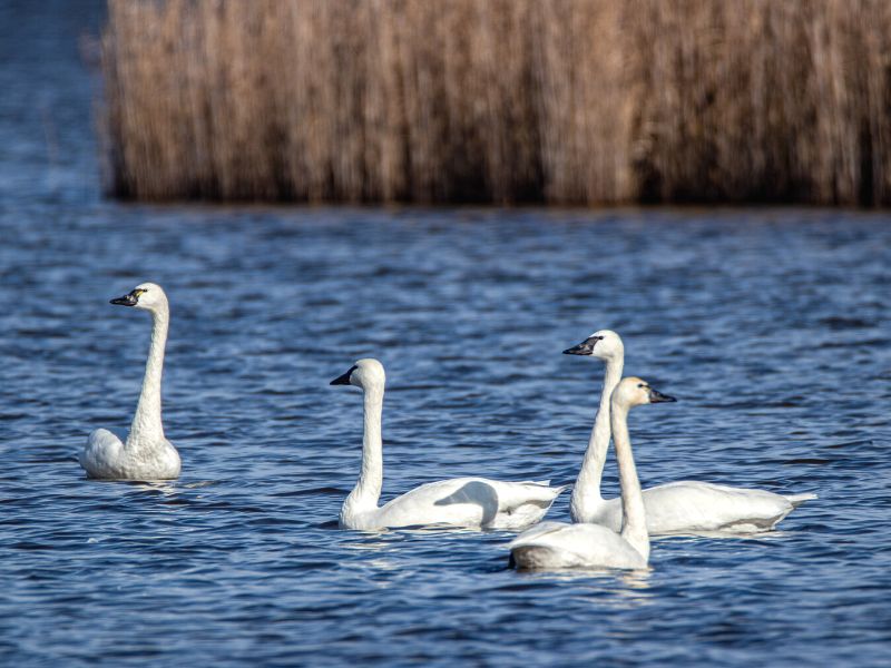 Tundra swans on a lake in the Outer Banks