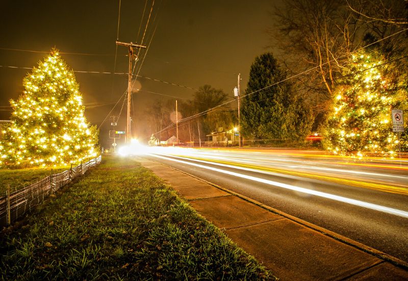 Christmas trees on the side of a road