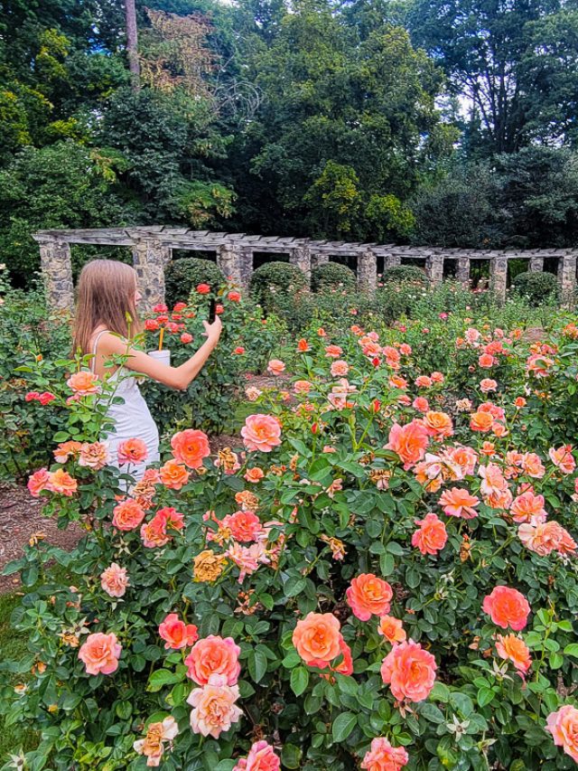 Girl standing in a rose garden taking photos