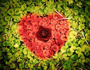 red rose and heart symbol on Ground Ivy background