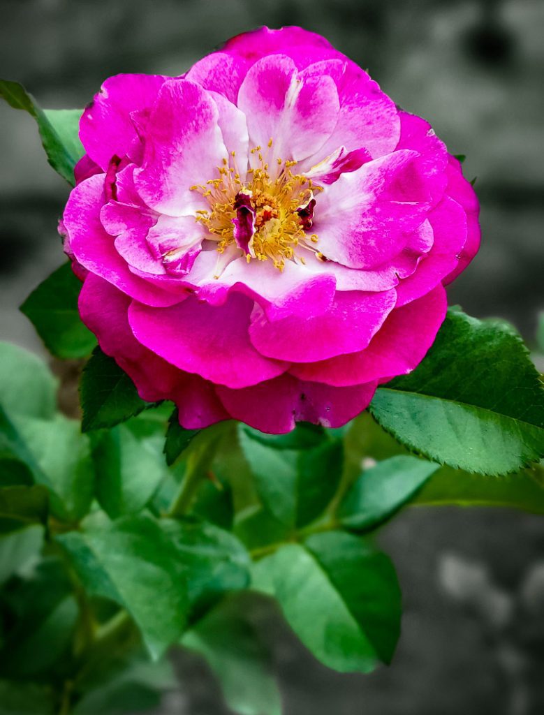 A pink rose in a rose garden