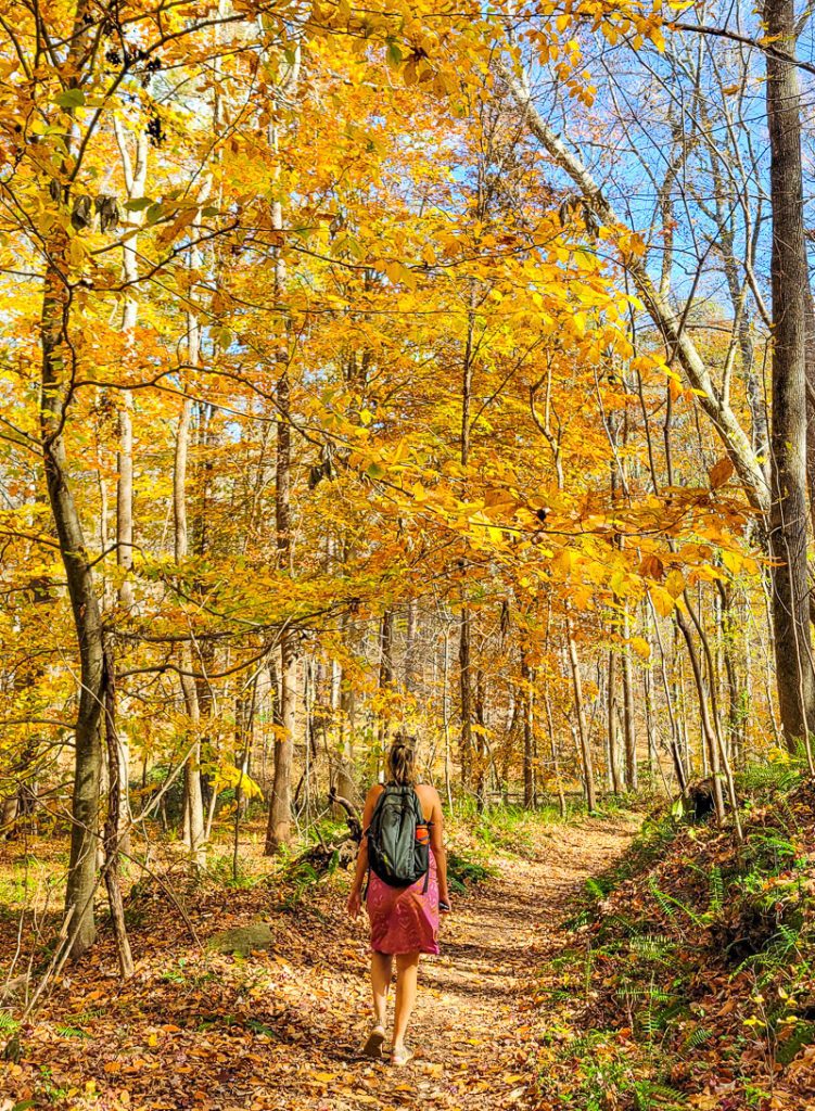 Lady walking along a hiking trail in the Fall with yellow tree leaves