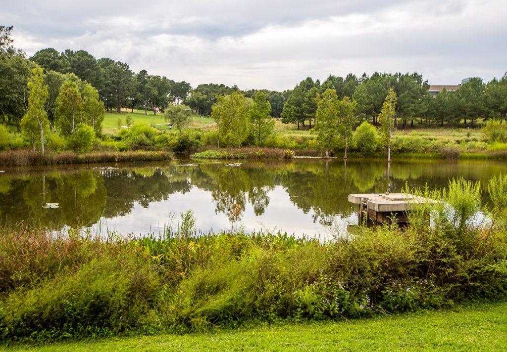 A pond surrounded by green trees and grass