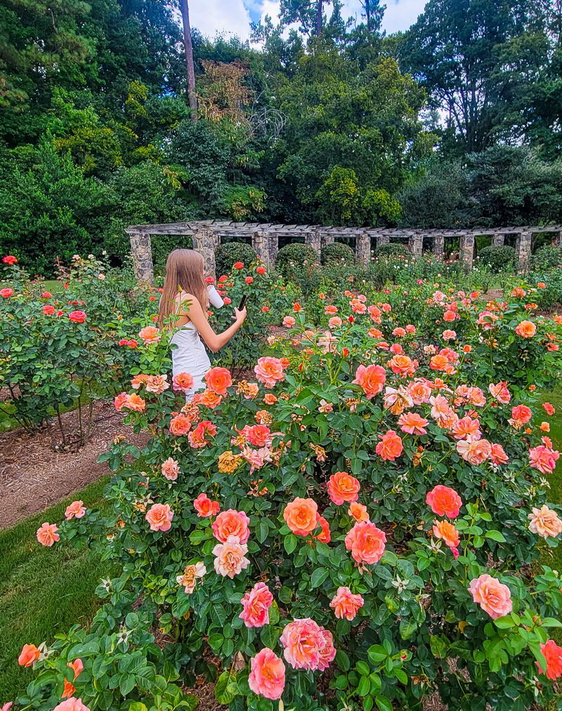 Young girl taking photos of a garden of roses