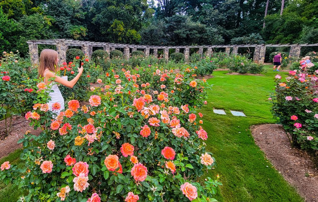 Young girl taking photos of a garden of roses.