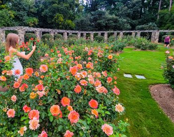 Young girl taking photos of a garden of roses.