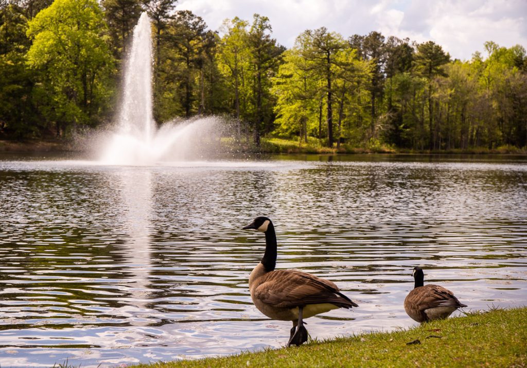Ducks by a lakes edge