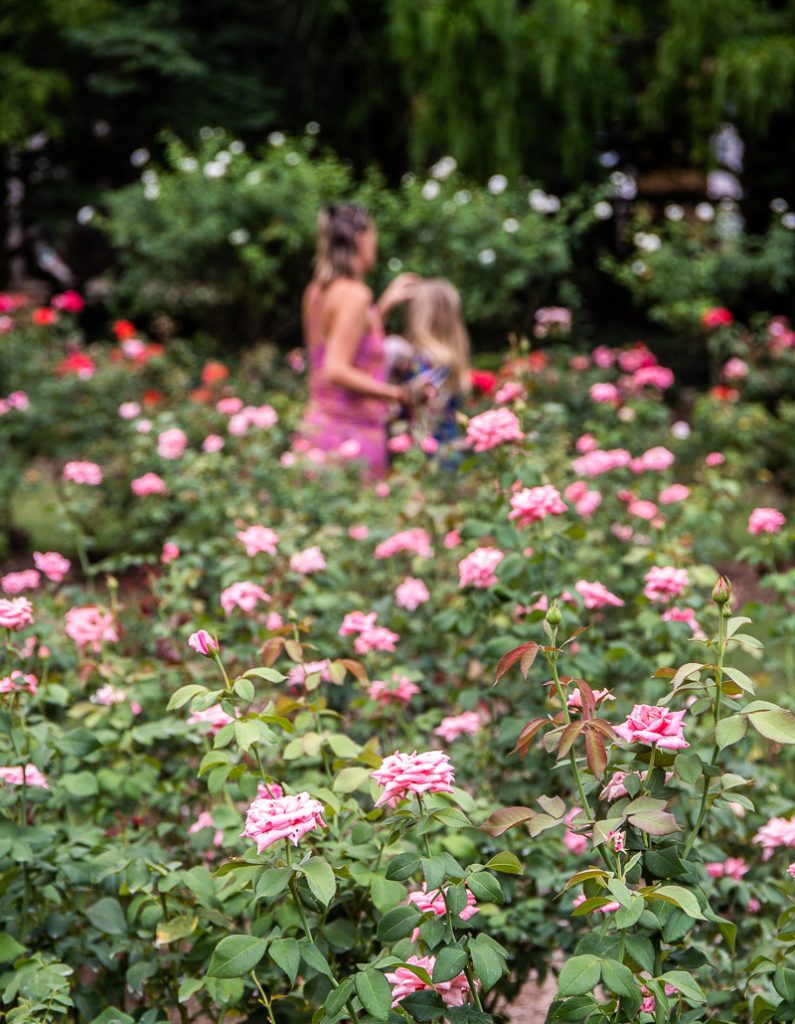 roses in a garden