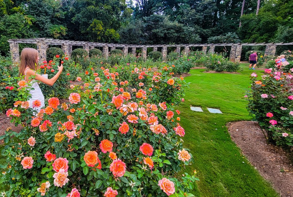 Girl taking photos or roses in a garden