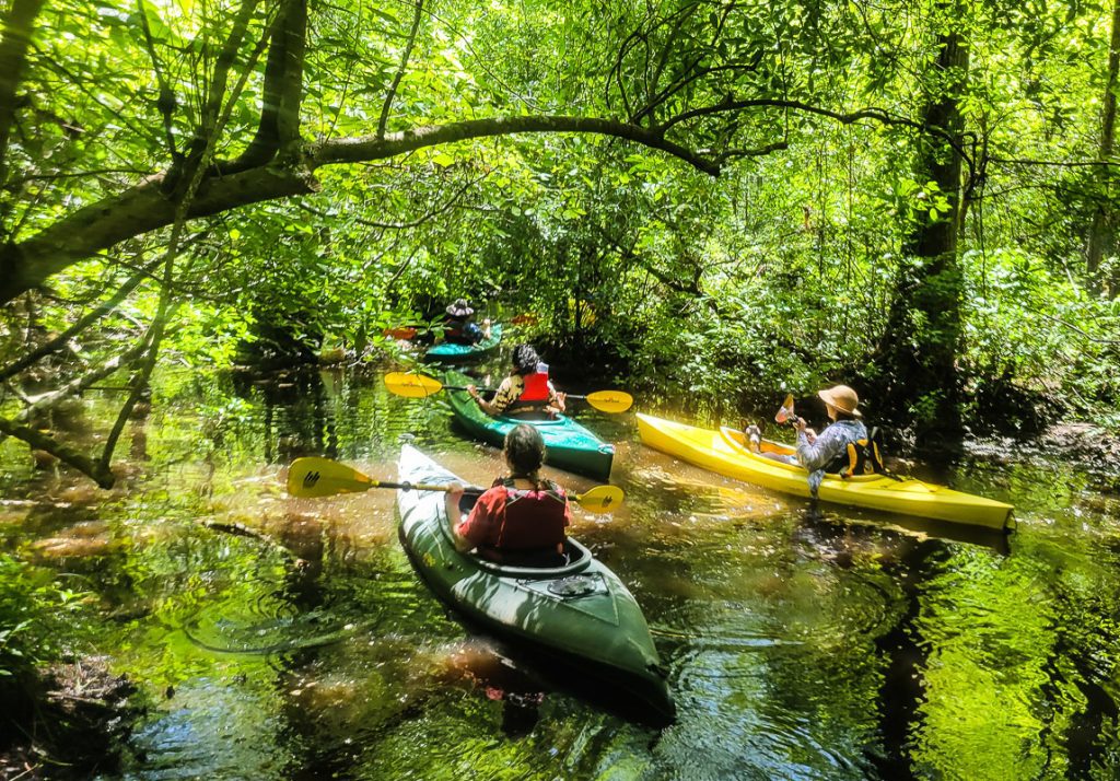 Kayakers paddling through a cyrpess swamp