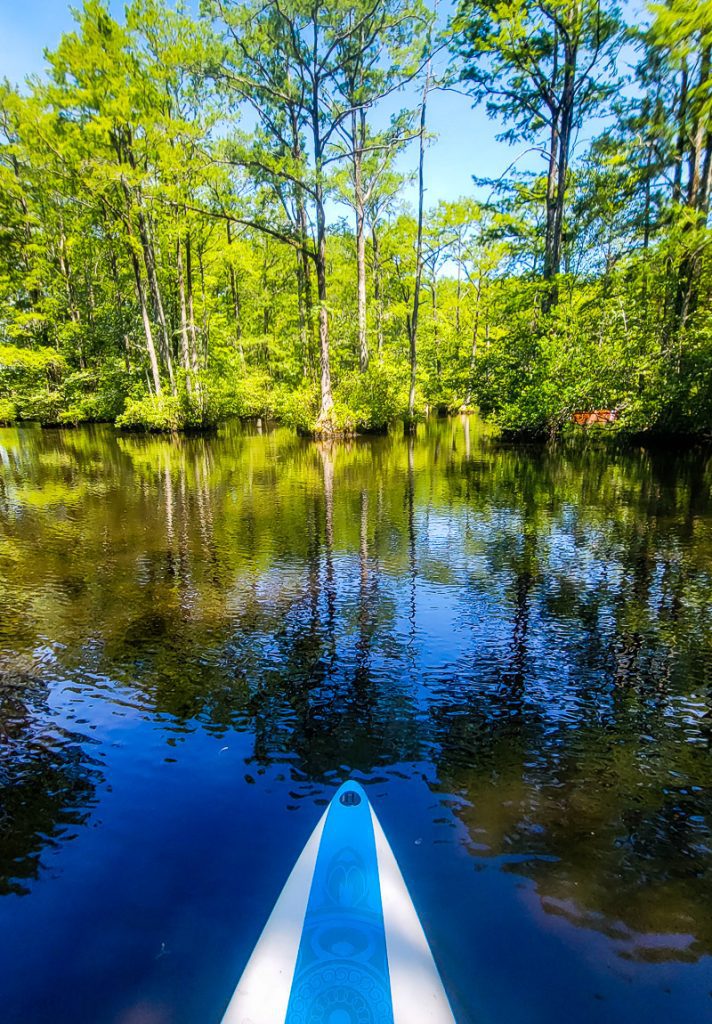 Stand up paddle board in swamp waters surrounded by cypress trees