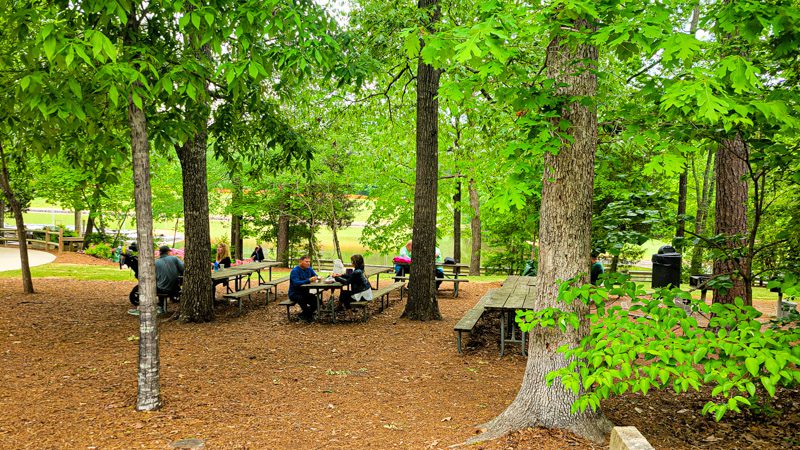picnic space in forest