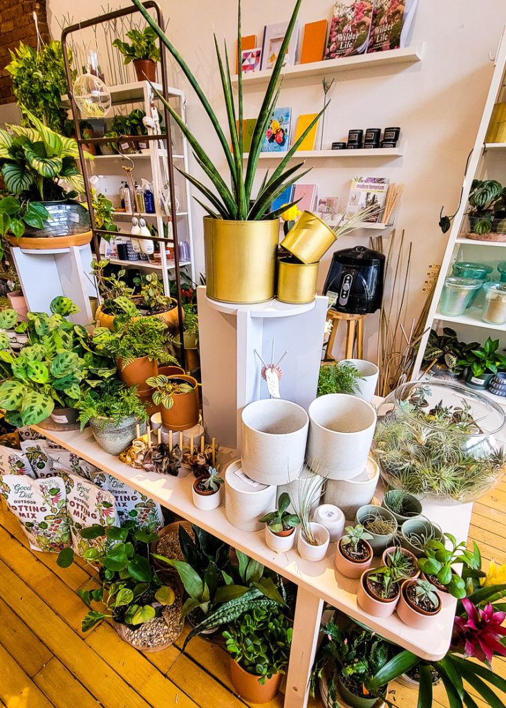 Plants for sale in a garden shop