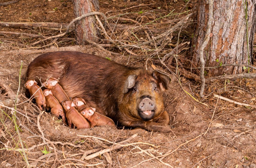 Pig and her piglets on a farm