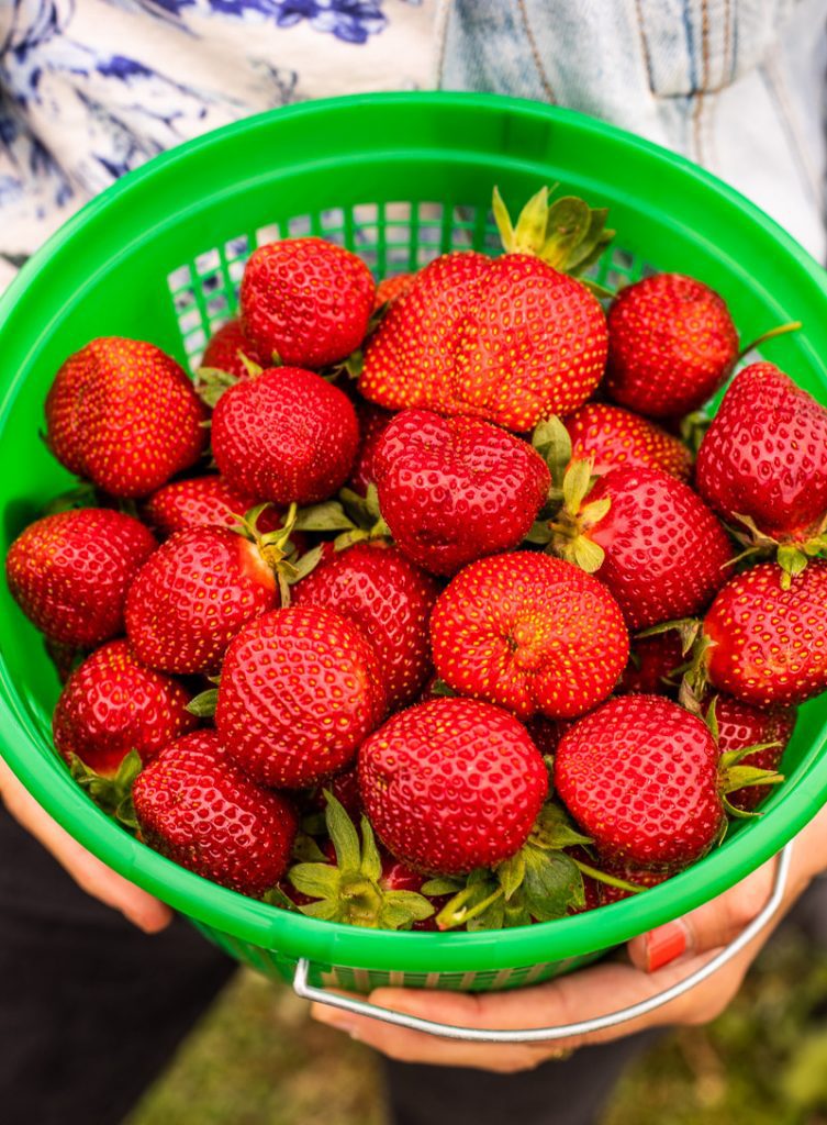 A green bucket filled with strawberries