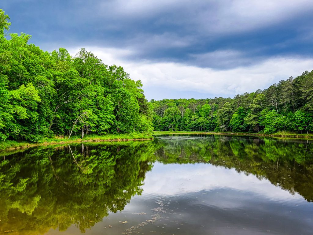 Lake in a forest surrounded by green trees