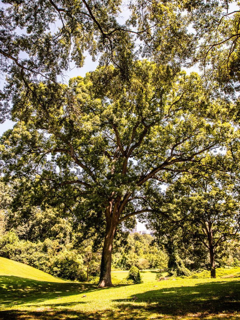 Oak tree in a park