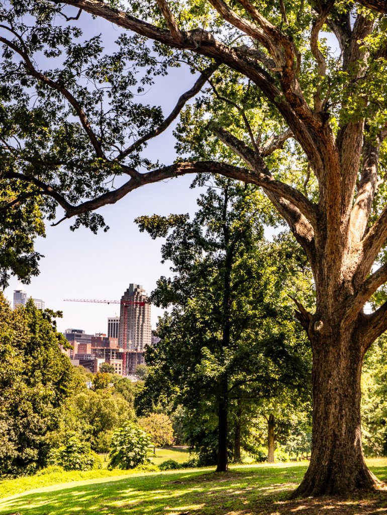 City skyline in distance with trees in the foreground