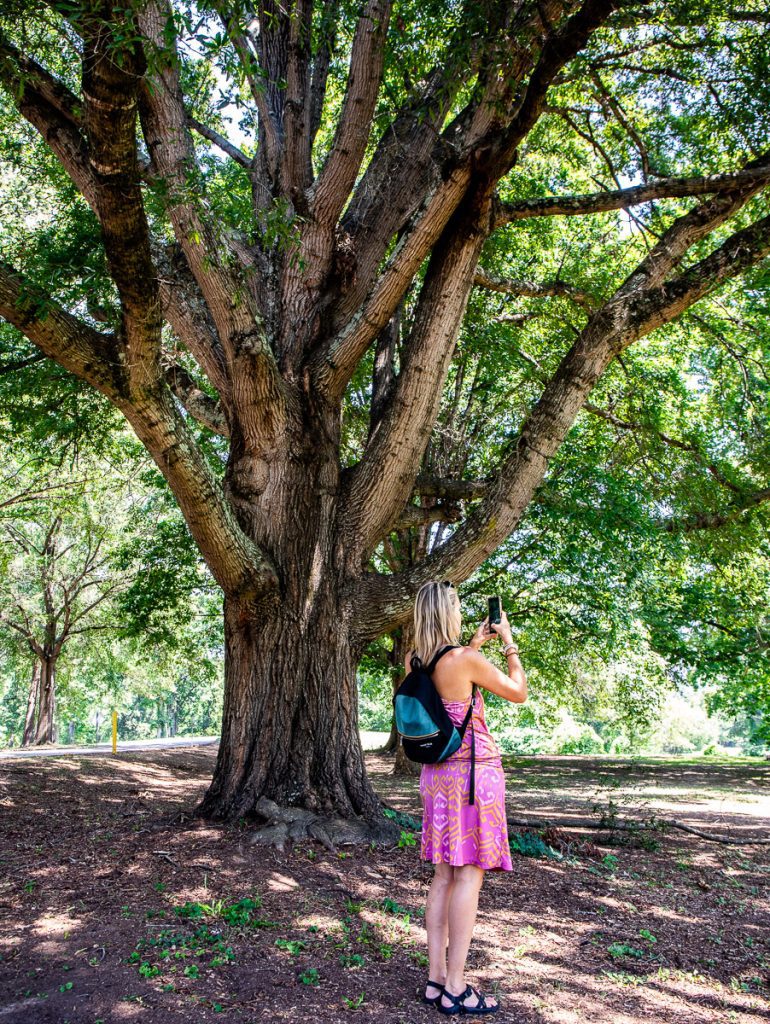 Lady standing under a tree taking a photo