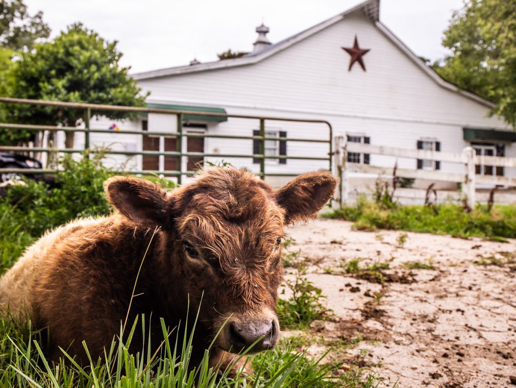 Brown colored cow sitting on grass