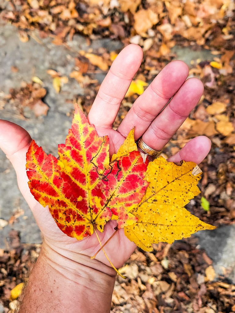 Hand holding up a colorful leaf
