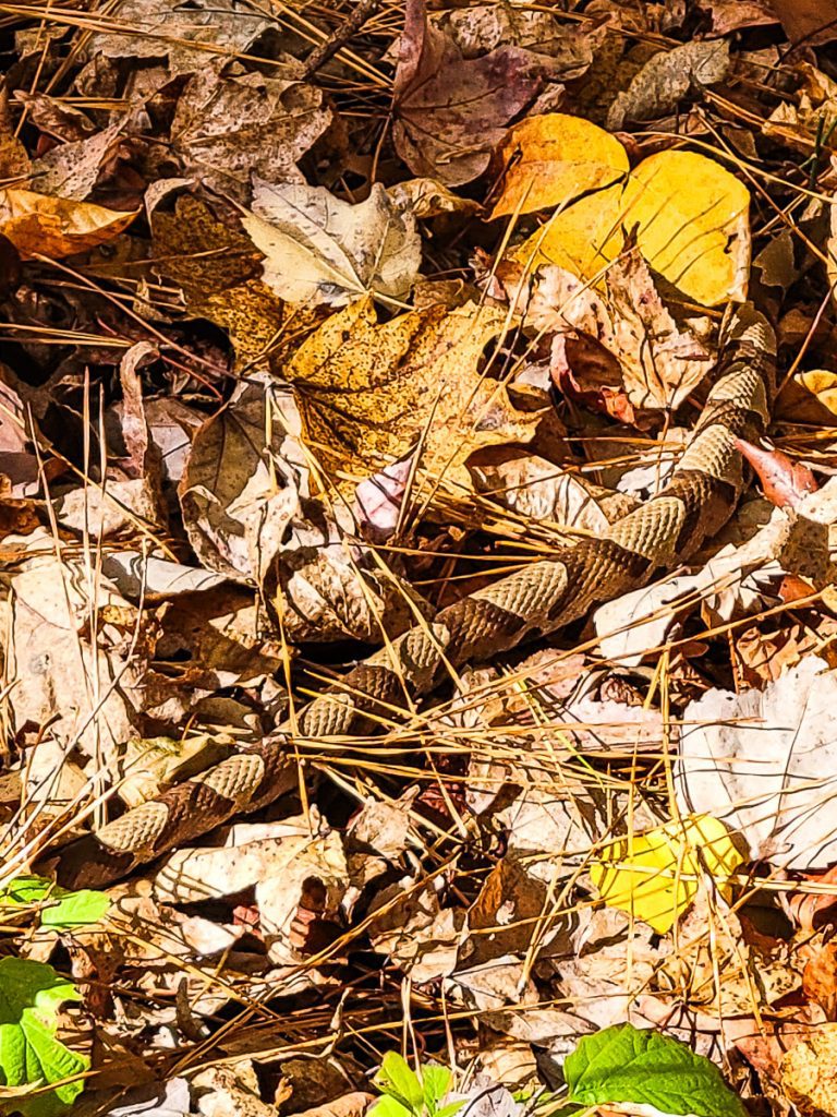 Snake in the leaves