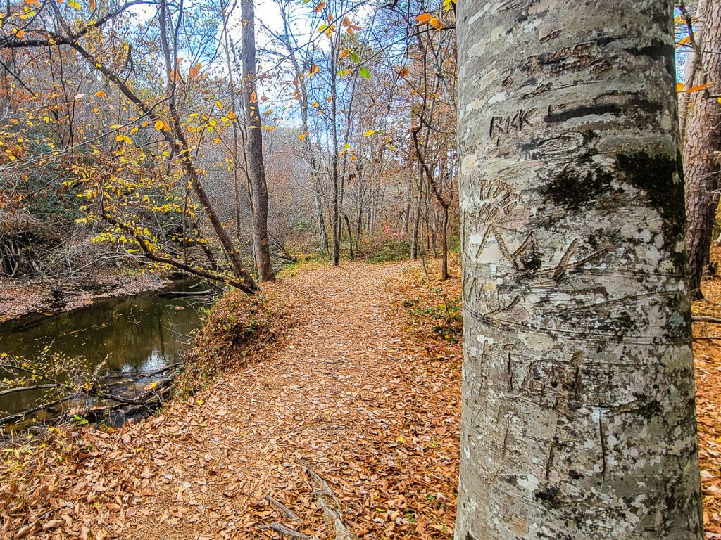 Trail through the woods with a creek next to it