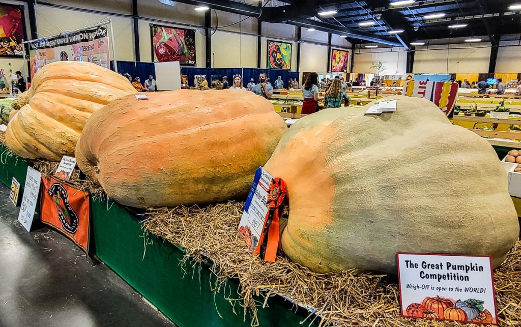 Giant pumpkins at a fair