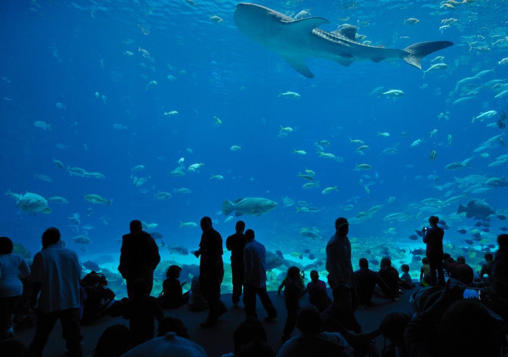 A large shark swimming in an aquarium and lots of people looking.